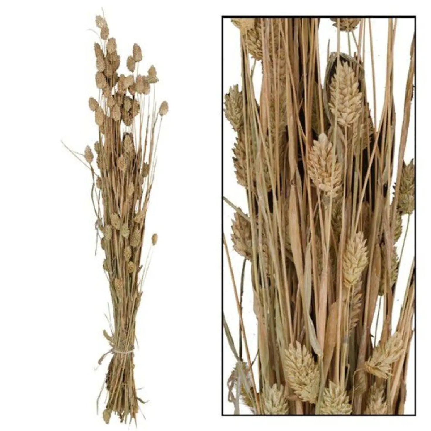 Droogbloem Manerba Wit