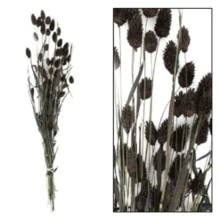 Droogbloem Manerba Zwart