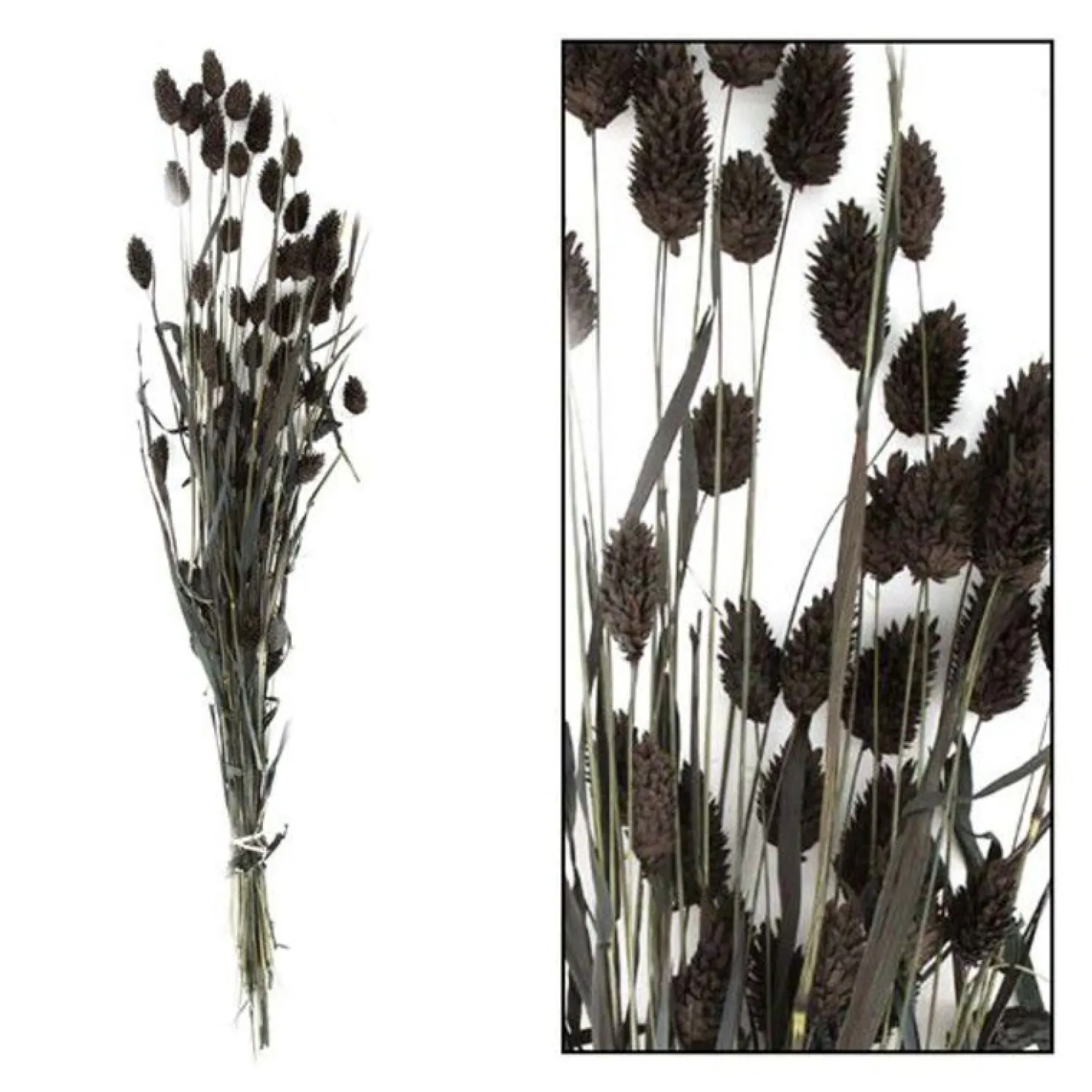 Droogbloem Manerba Zwart
