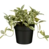 Kunstplant Curone Fittonia groen